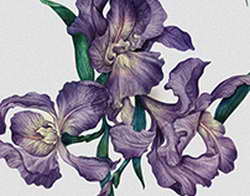 Валентин Суббот представил Брянскую область на Форуме БРИКС