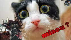 Football Manager 26 разочаровал фанатов: баги и неудобный интерфейс