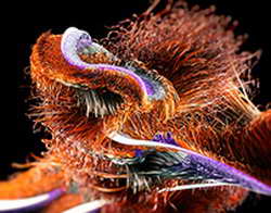 Выпуск графического редактора Brushshe 2.3.0